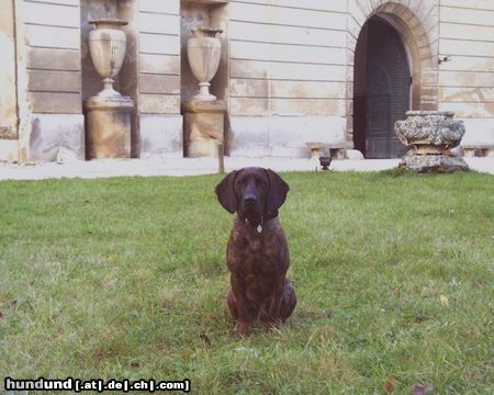 Hannoverscher Schweisshund Akim von der Gippelleiten