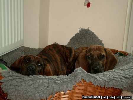 Hannoverscher Schweisshund Hunde Foto 21261 Hannoverscher Schweisshund Die beiden Mädel´s aus dem B-Wurf
