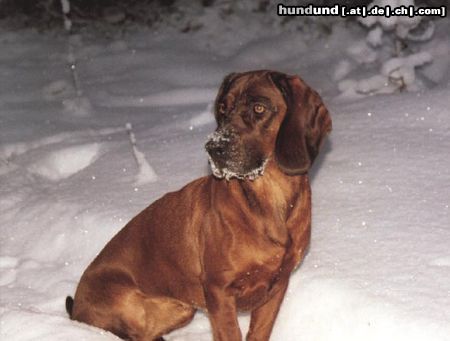 Hannoverscher Schweisshund Alpha living in Sweden