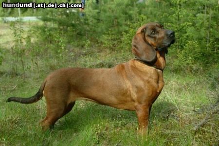 Hannoverscher Schweisshund Alpha from Sweden