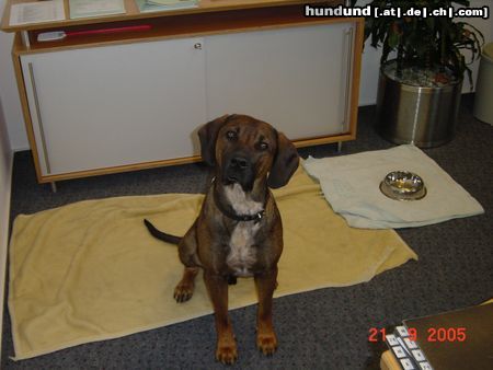 Hannoverscher Schweisshund Horst Hann. Schweißhund/Brandlbracke 11Monate 