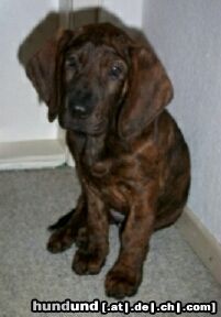 Hannoverscher Schweisshund Hunde Foto 8717 Hannoverscher Schweisshund Cassius
