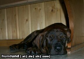 Hannoverscher Schweisshund Hunde Foto 8715 Hannoverscher Schweisshund Cassius