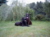 Hannoverscher Schweisshund Foto: Bessy und Erich (ID 27165) Hannoverscher Schweisshund Hund