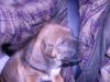 Hannoverscher Schweisshund Foto: Horst-noch sehr klein! (ID 22088) Hannoverscher Schweisshund Hund