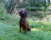 Hannoverscher Schweisshund Foto: Eik von Biancas Meute 3 (ID 38888) Hannoverscher Schweisshund Hund