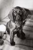 Hannoverscher Schweisshund Foto: Mocca, 8 wochen alt (ID 18494) Hannoverscher Schweisshund Hund