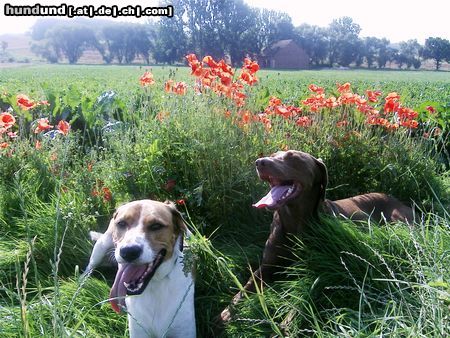 Harrier Sammy mit Freund Arco (Weimaraner)