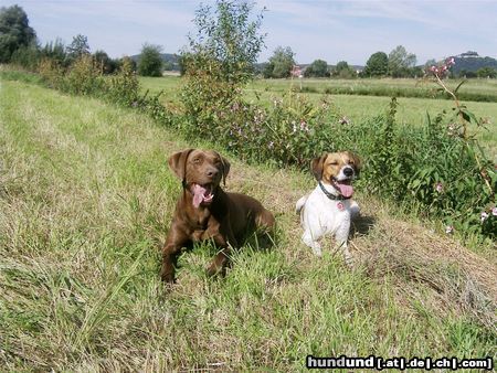 Harrier Hunde Foto 15026 Harrier Sammy mit Arco