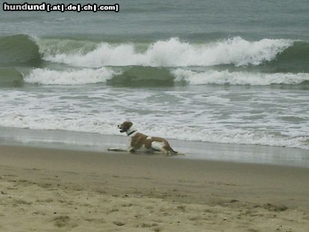 Harrier Sammy am Strand