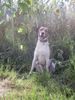 Harrier Foto: Sammy (ID 15025) Harrier Hund