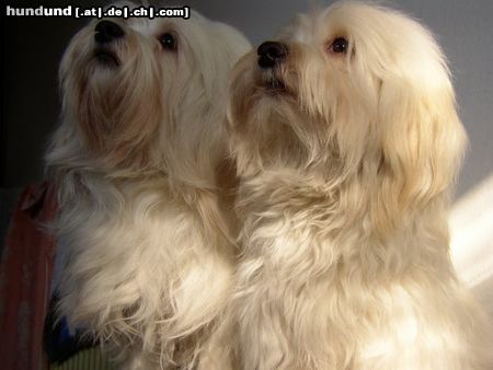 Havaneser Hunde Foto 15716 in höherer Auflösung ansehen Havaneser Benji - mehrfacher Meister