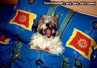 Havaneser Hunde Foto 7017 Havaneser Oh bin ich müde