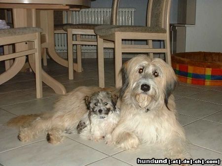 Havaneser Hunde Foto 15836 in höherer Auflösung ansehen Havaneser Hallo! Das ist unser Havaneser mit unserer Mischlingshündin Sally