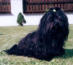 Havaneser Hunde Foto 750 Havaneser Barletta