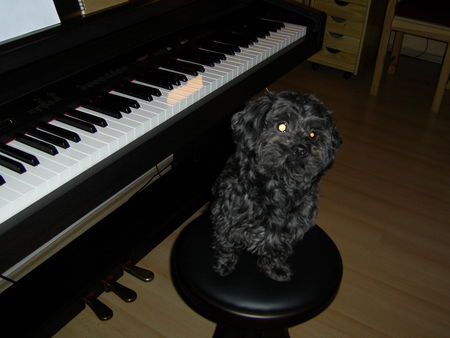 Havaneser Hunde Foto 32205 Havaneser Toto ist sehr musikalisch!