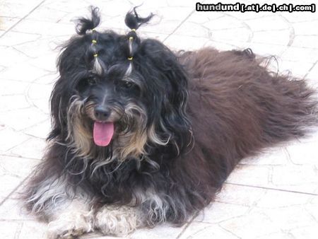 Havaneser Hunde Foto 24609 Havaneser Disneyland`s Ultra High Habana Boy