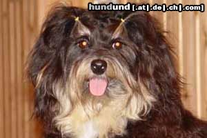 Havaneser Hunde Foto 16897 in höherer Auflösung ansehen Havaneser Disneyland`s Ultra High Habana Boy
