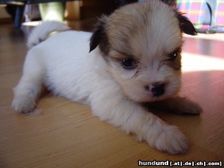 Havaneser Hunde Foto 13776 Havaneser Ich bin jetzt schon 4 Wochen alt