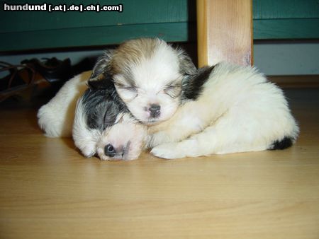 Havaneser Hunde Foto 13777 Havaneser Unser Boomer mit seinem Schwesterchen