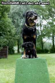 Havaneser Hunde Foto 12489 Havaneser Don Carlos vom Salzetal mit Freundin fürs Leben