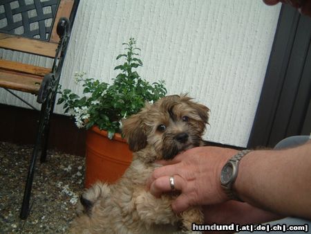 Havaneser Hunde Foto 12249 Havaneser Gino mit 10 Wochen (Juni 2004)