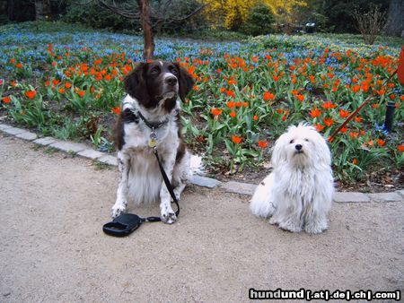 Havaneser Hunde Foto 24136 in höherer Auflösung ansehen Havaneser Ronja und ihr Freund Astin