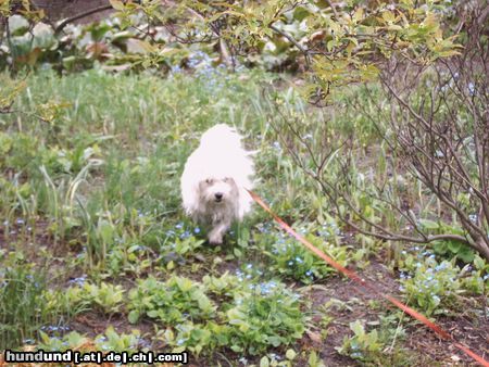 Havaneser Hunde Foto 24137 in höherer Auflösung ansehen Havaneser Ronja und ihr Freund Astin