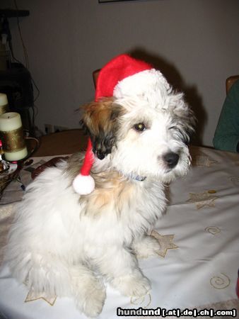 Havaneser Hunde Foto 20813 in höherer Auflösung ansehen Havaneser Frohe Weihnachten
