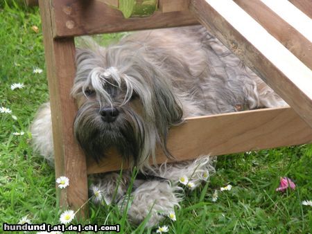 Havaneser Hunde Foto 21719 Havaneser Gemütlicher Liegestuhl !