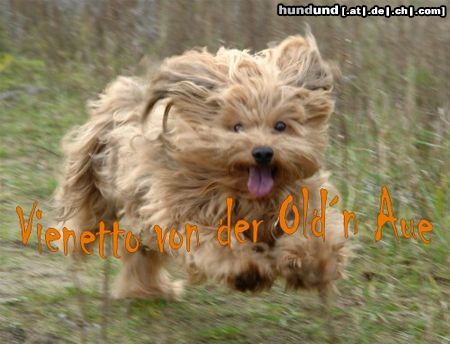 Havaneser Hunde Foto 45609 Havaneser Havaneser-Rüde rotzobel