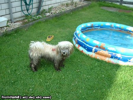 Havaneser Hunde Foto 13384 Havaneser Nein, ich will nicht baden! Sagen wir einfach, das ist eine neue Fellzeichnung, ja?!