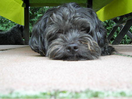 Havaneser Hunde Foto 32122 in höherer Auflösung ansehen Havaneser Toto ist eingenickt.