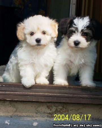 Havaneser Hunde Foto 13812 Havaneser Barbie Beauties Si o Scabbers