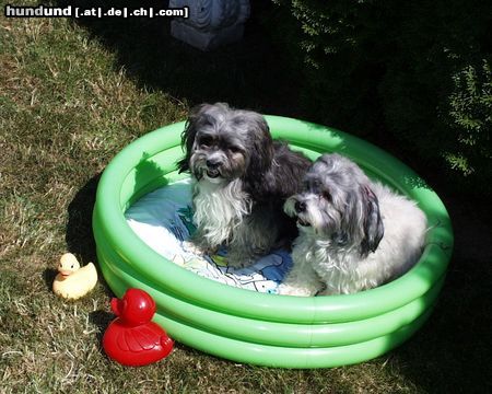 Havaneser Hunde Foto 5572 Havaneser Zwei typische Havaneser-Rüden im besten Alter!