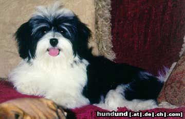 Havaneser Hunde Foto 7118 Havaneser Tess vom Salzetal
