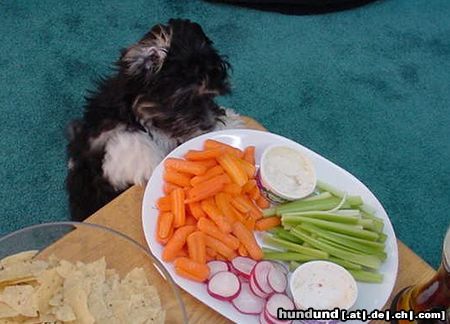 Havaneser Hunde Foto 7018 Havaneser Oh nein nicht schon wieder nur Gemüse