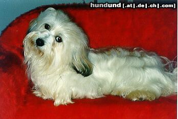 Havaneser Hunde Foto 5893 Havaneser Ch. Sandra´s Brilliance Belissima