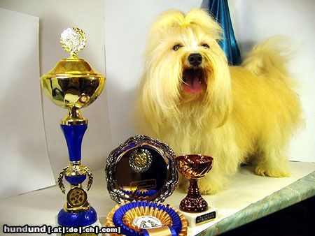 Havaneser Hunde Foto 15691 in höherer Auflösung ansehen Havaneser Benji vom Vogelgarten, 4-facher Europameister