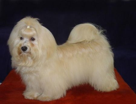 Havaneser Hunde Foto 1505 Havaneser Christas Jumpy Clown Matty a lil Star