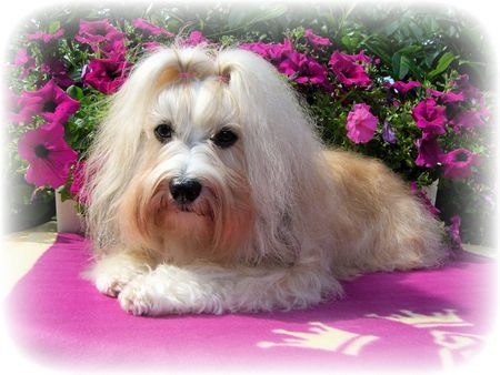 Havaneser Hunde Foto 43588 Havaneser Your Magic Charisma von Ajaccio