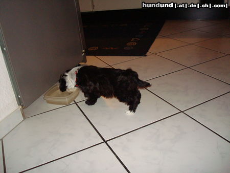 Havaneser Hunde Foto 46792 in höherer Auflösung ansehen Havaneser Mein neues Zuhause