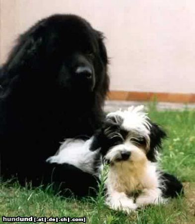 Havaneser Hunde Foto 12492 Havaneser Cleopatra vom Salzetal mit Bewacher