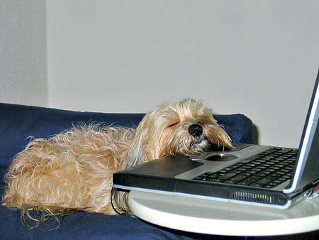 Havaneser Hunde Foto 32650 in höherer Auflösung ansehen Havaneser Jazzy: Internetsurfen macht immer sooo müde...