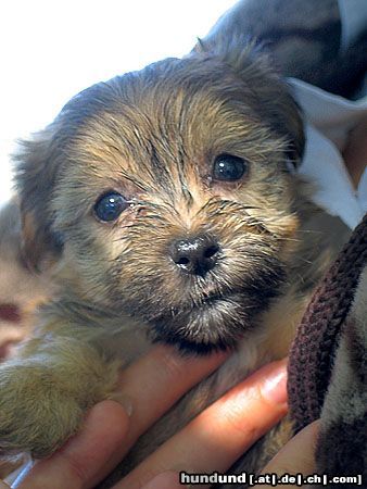 Havaneser Hunde Foto 15617 in höherer Auflösung ansehen Havaneser Jessy mit 5 Wochen bei unserem ersten Besuch
