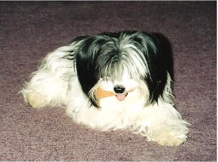 Havaneser Hunde Foto 27366 in höherer Auflösung ansehen Havaneser **** Klärchen ****