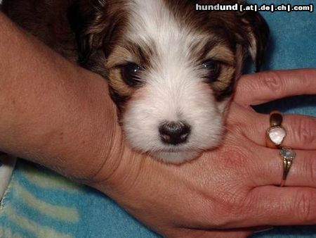 Havaneser Hunde Foto 5889 Havaneser Molly ein Havaneser Baby