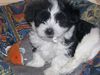 Havaneser Foto: Joey :-) (ID 43100) Havaneser Hund