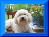 Havaneser Foto: Ich heiße Buffy,bin ein er,und bin 2 1/2 Jahre (ID 4784) Havaneser Hund