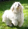Havaneser Foto: das ist Leo aus dem Lohbachgrund ein lustiger Clown (ID 3738) Havaneser Hund